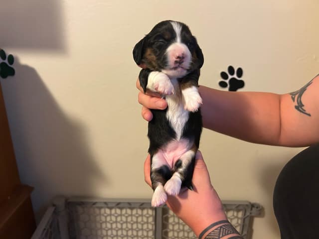 Beautiful Long Haired Mini Dachshund Puppies!! media 3