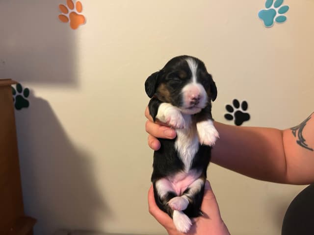 Beautiful Long Haired Mini Dachshund Puppies!! media 4