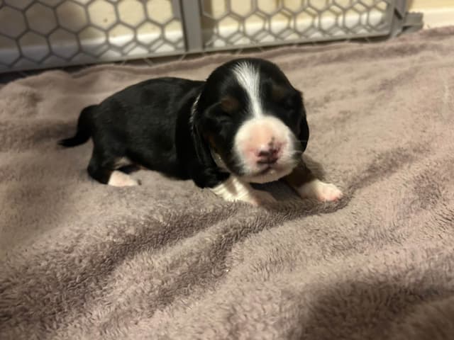 Beautiful Long Haired Mini Dachshund Puppies!! media 5