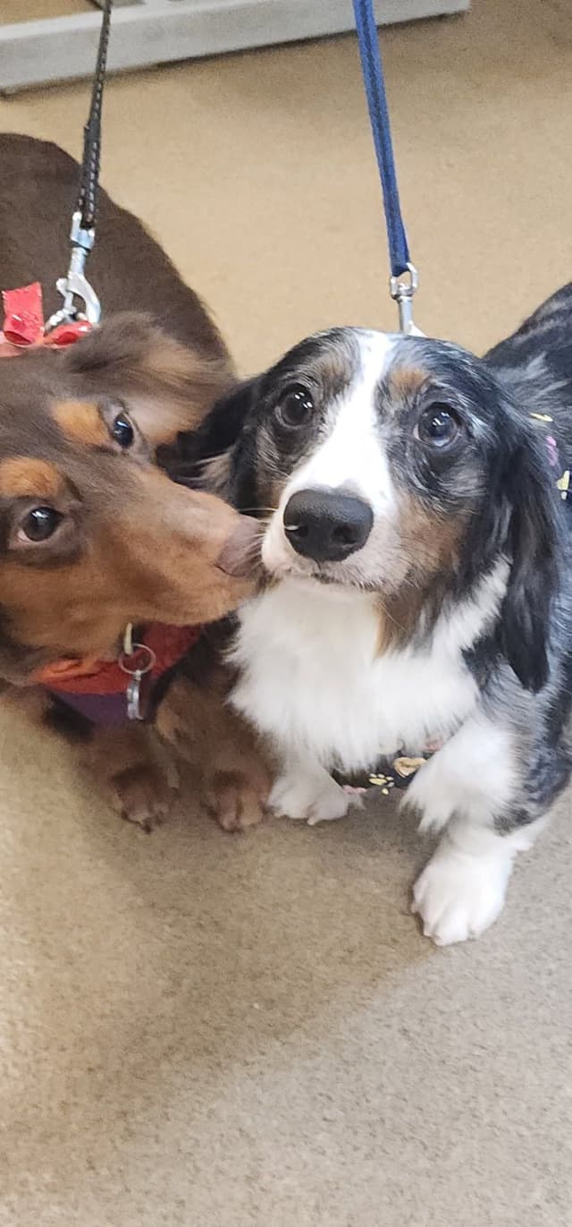 Beautiful Long Haired Mini Dachshund Puppies!! media 7