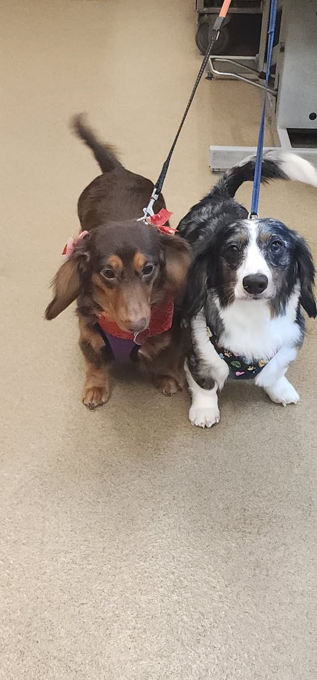 Beautiful Long Haired Mini Dachshund Puppies!! media 8