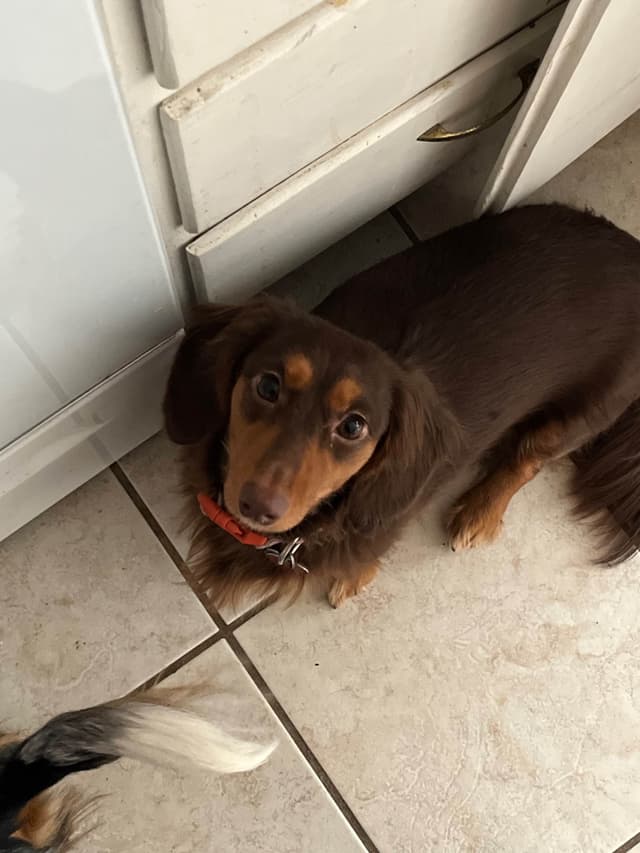 Beautiful Long Haired Mini Dachshund Puppies!! media 10