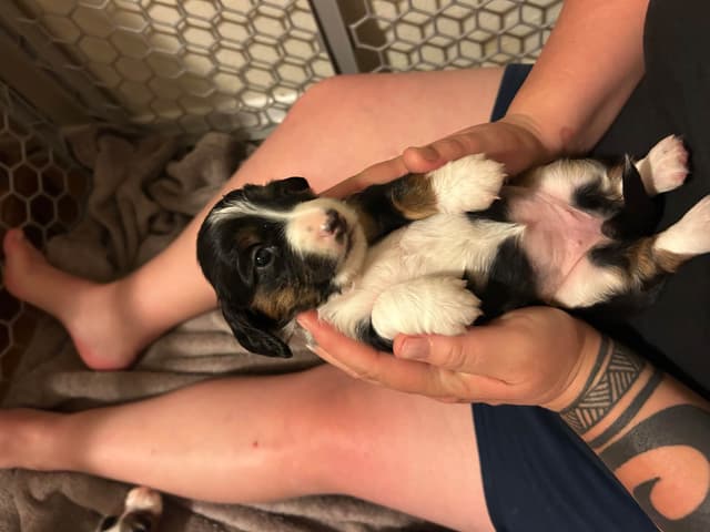 Beautiful Long Haired Mini Dachshund Puppies!! media 11