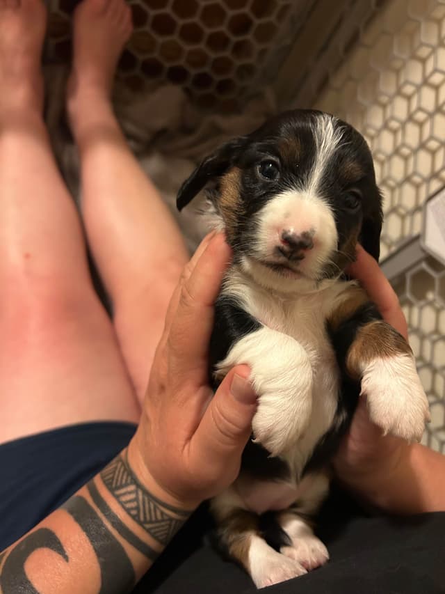 Beautiful Long Haired Mini Dachshund Puppies!! media 12