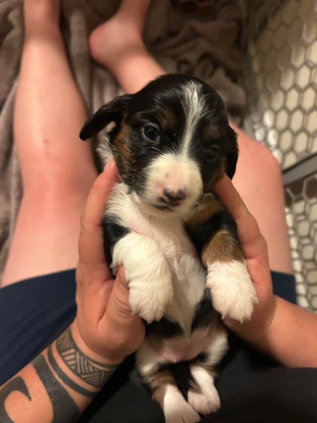 Beautiful Long Haired Mini Dachshund Puppies!! media 14