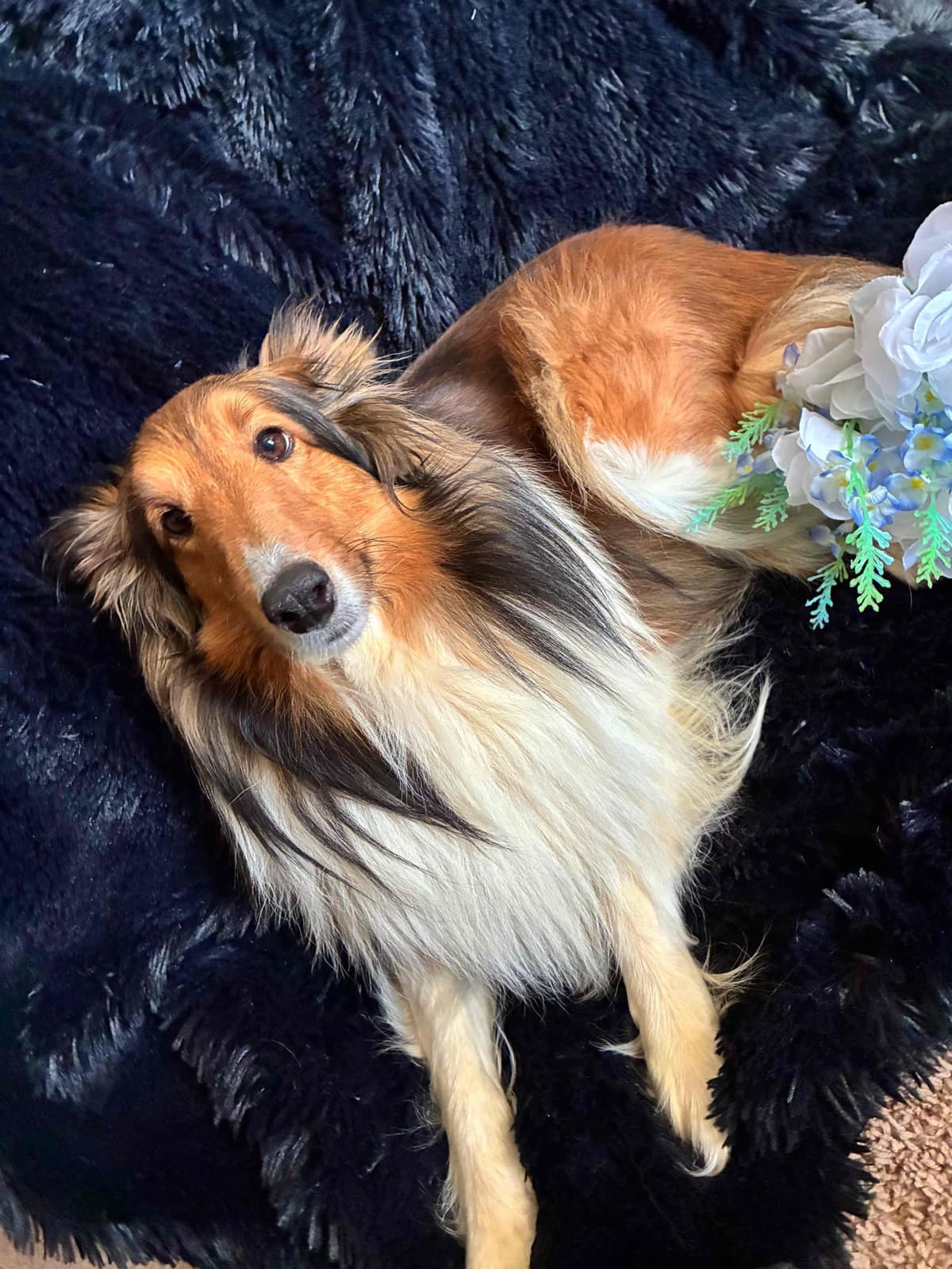 Shetland Sheepdog Puppies breeder image 4