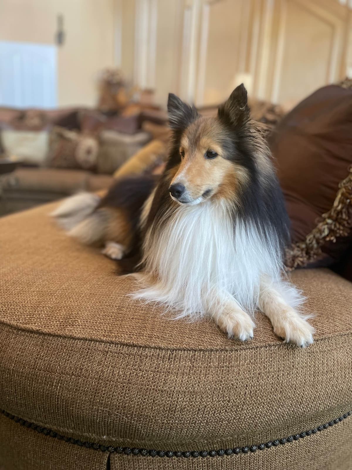 Shetland Sheepdog Puppies breeder image 5