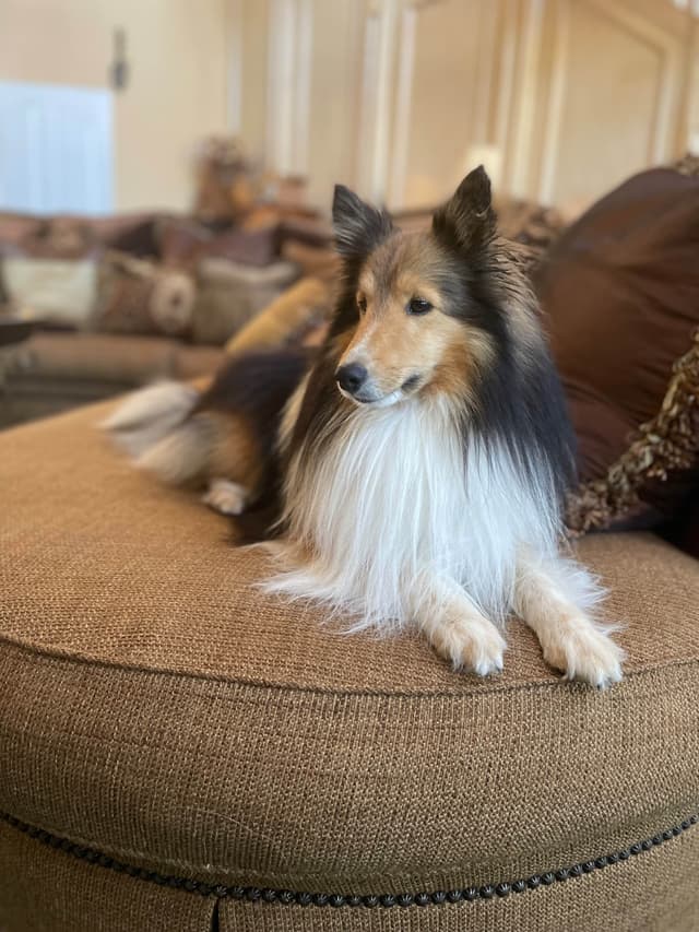 Shetland Sheepdog Puppies media 5