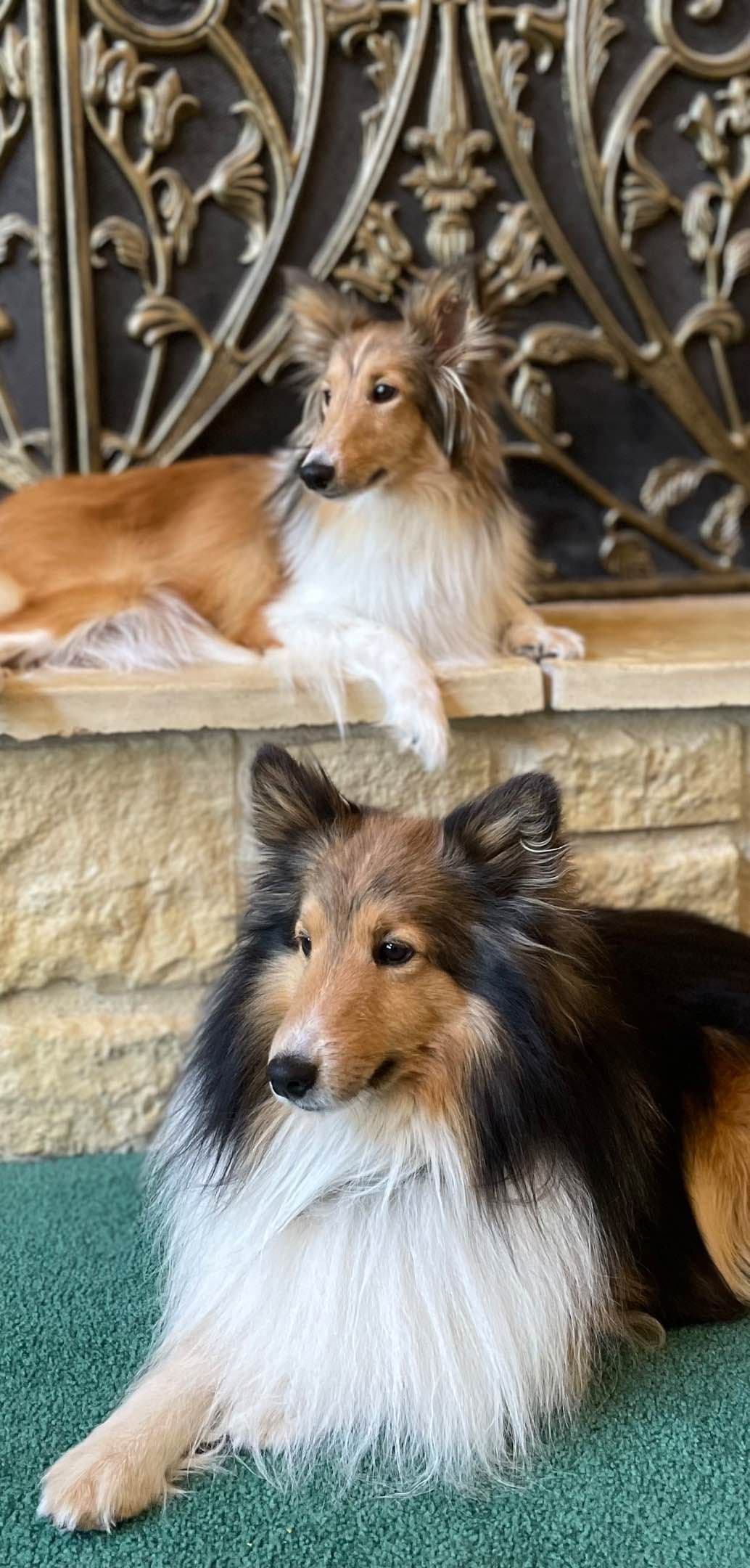 Shetland Sheepdog Puppies breeder image 6