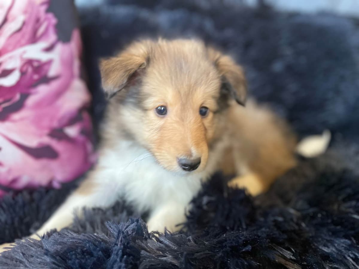 Shetland Sheepdog Puppies breeder image 8