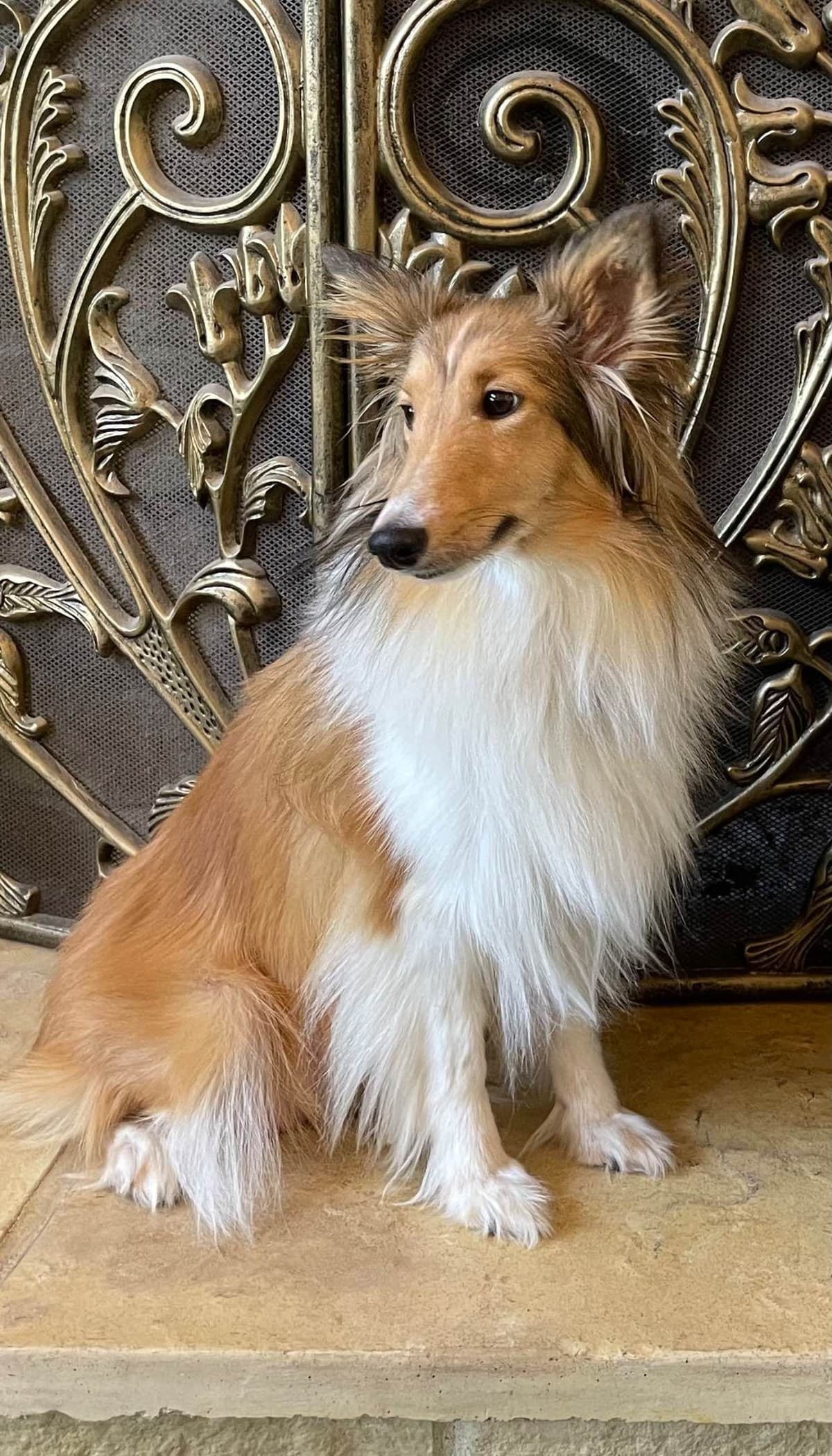 Shetland Sheepdog Puppies breeder image 7