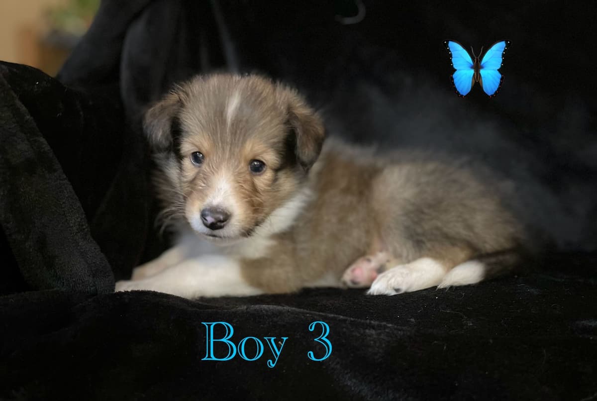 Shetland Sheepdog Puppies breeder image 9