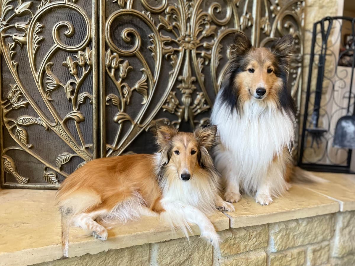Shetland Sheepdog Puppies breeder image 10