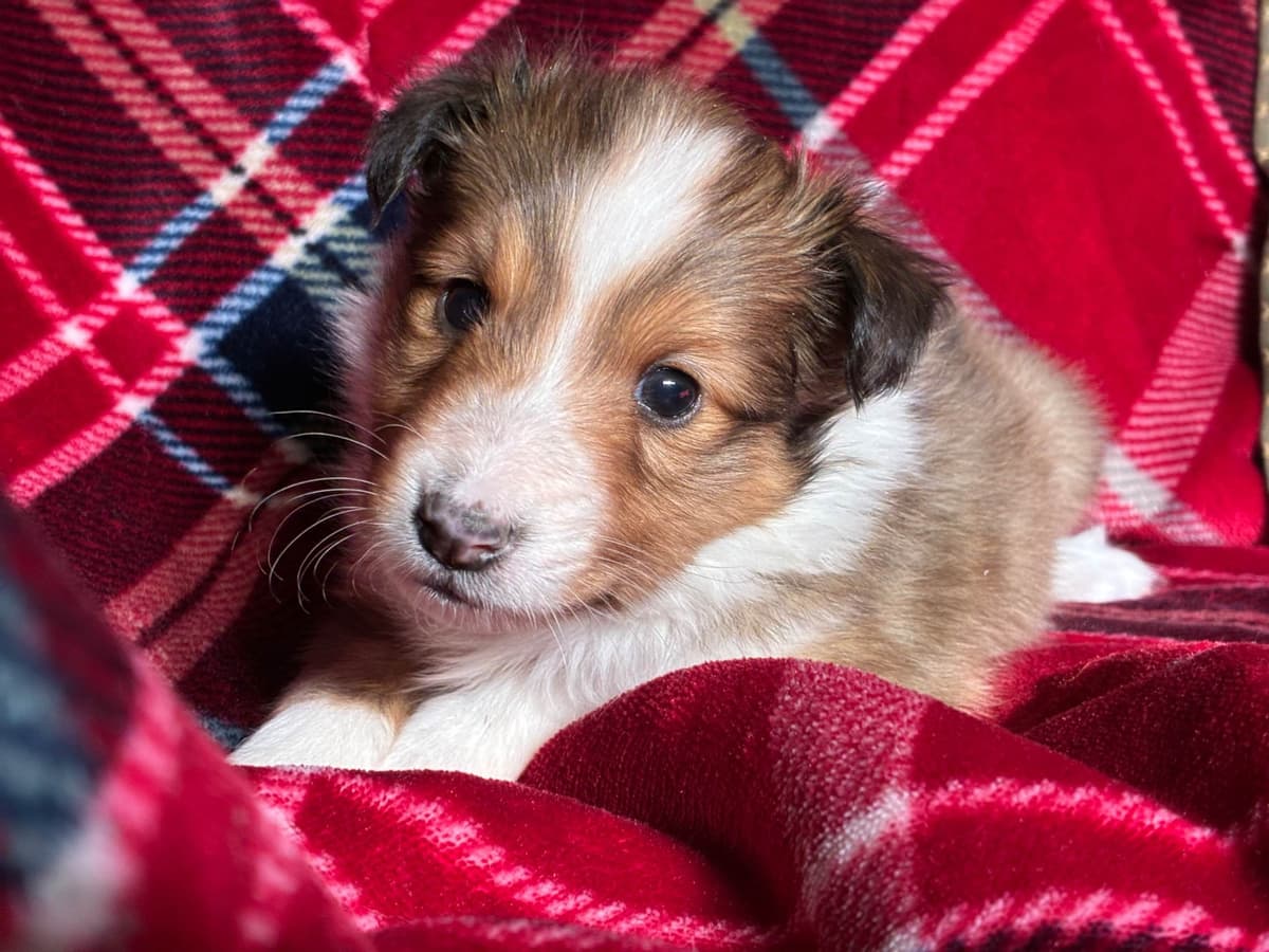Shetland Sheepdog Puppies breeder image 1