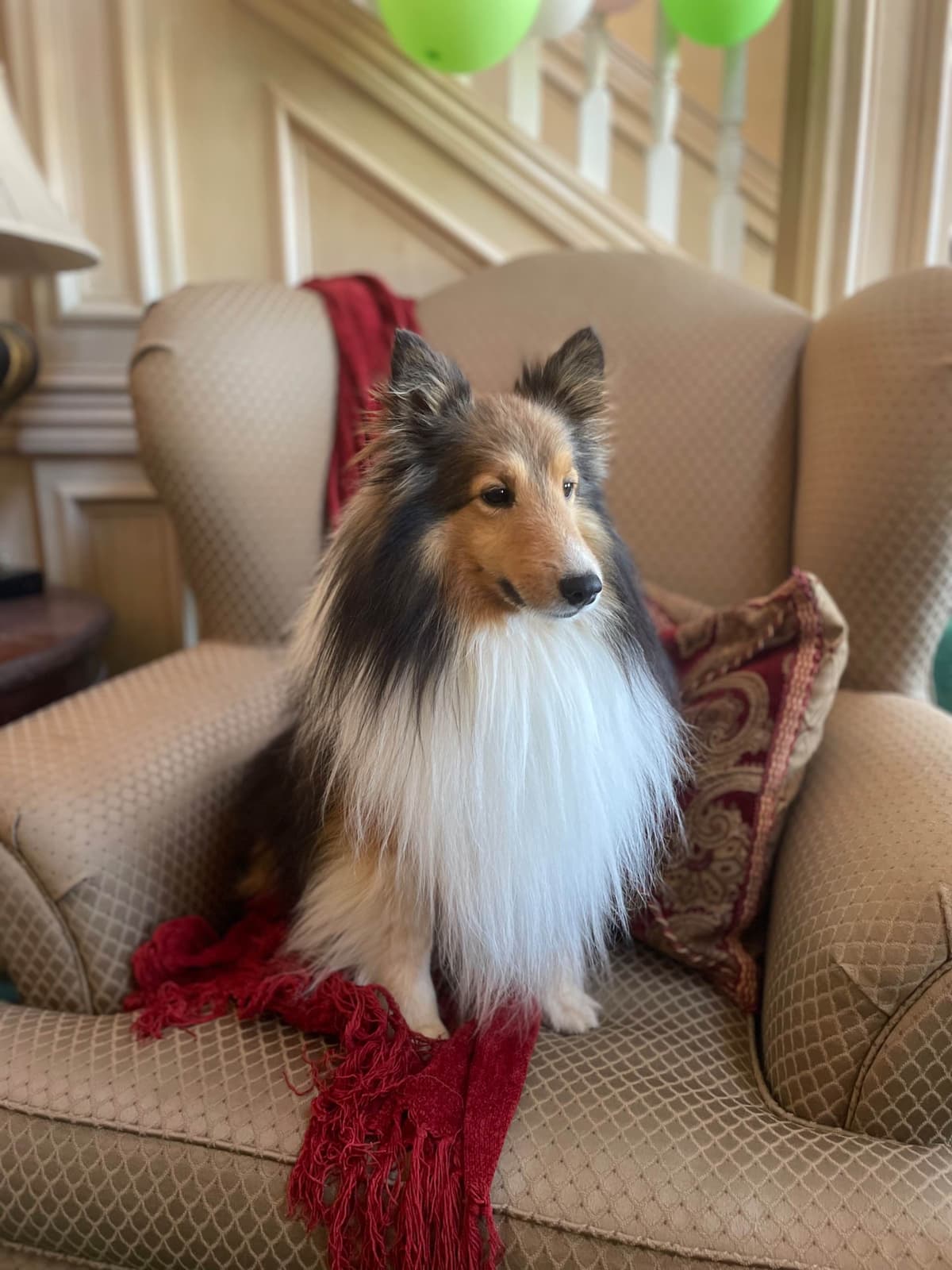 Shetland Sheepdog Puppies breeder image 13