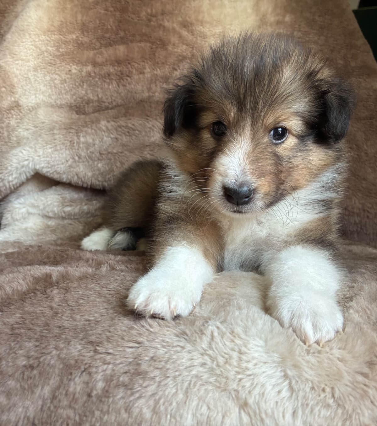 Shetland Sheepdog Puppies breeder image 11