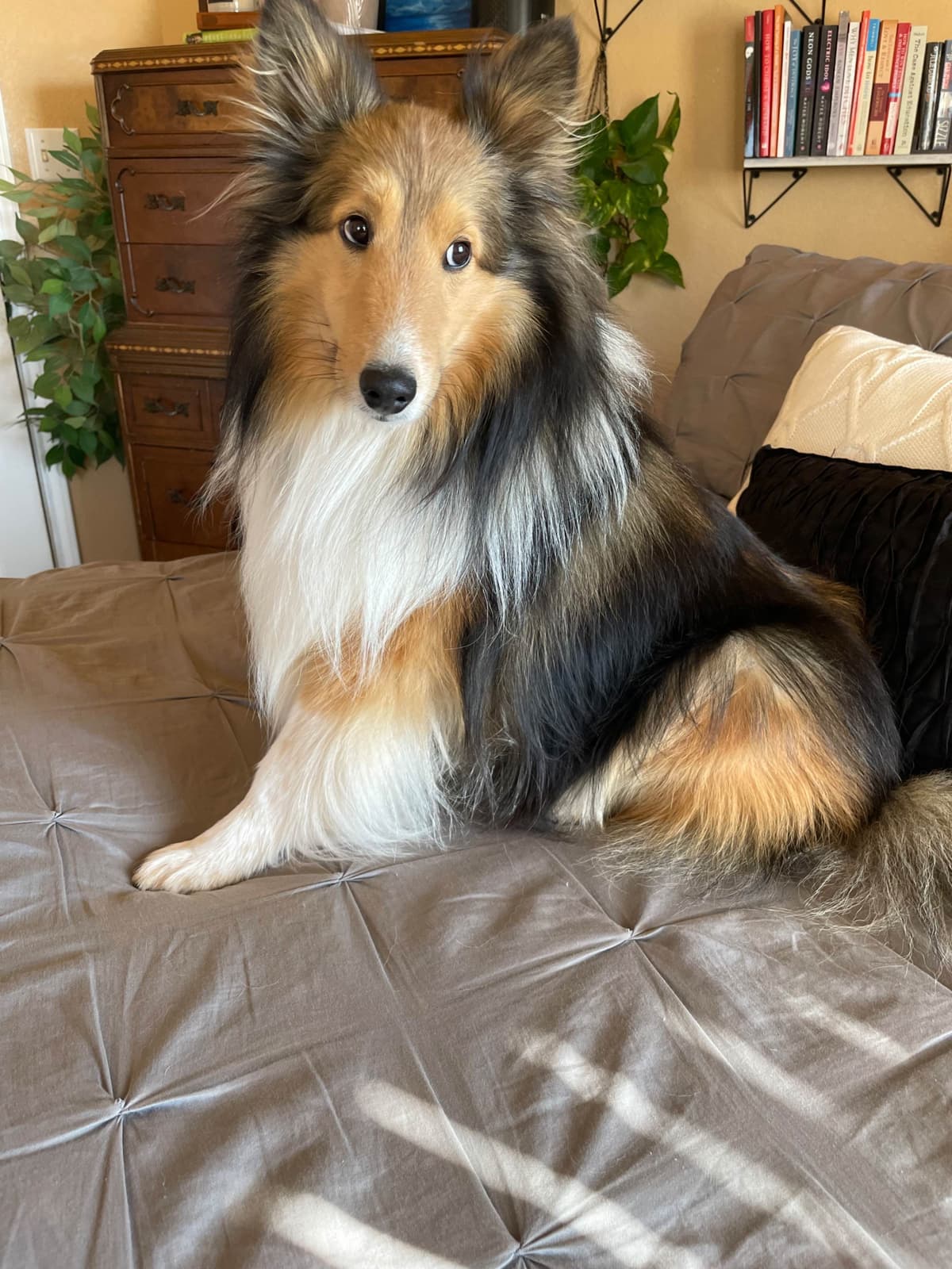 Shetland Sheepdog Puppies breeder image 14
