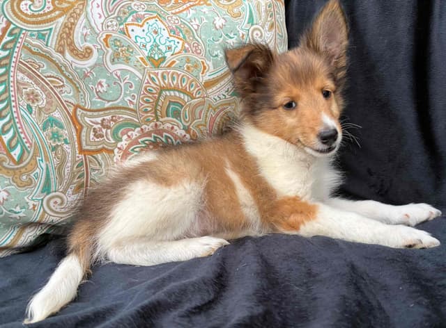 Shetland Sheepdog Puppies media 4