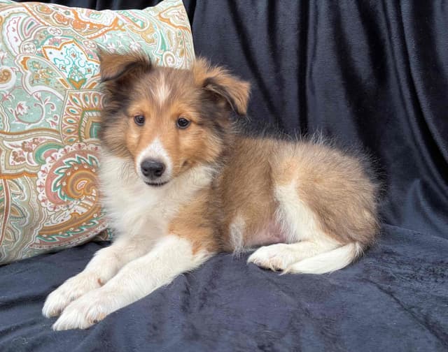 Shetland Sheepdog Puppies media 2