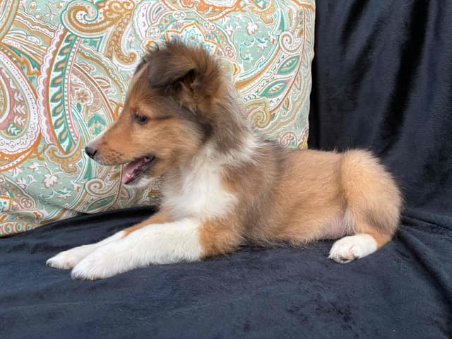 Shetland Sheepdog Puppies media 8