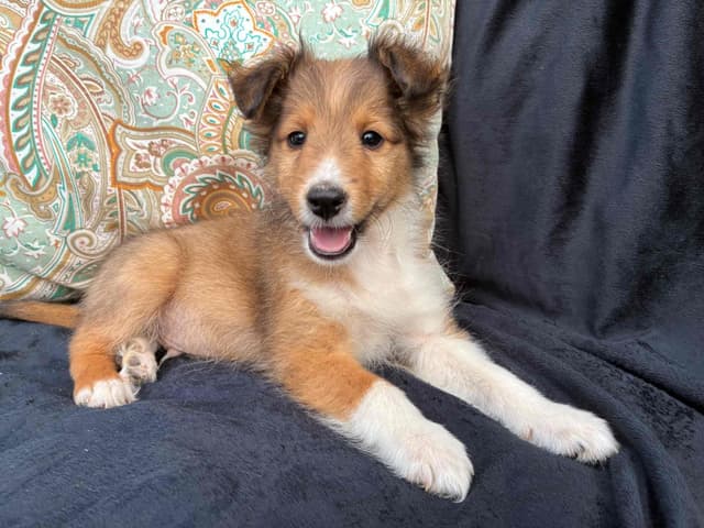 Shetland Sheepdog Puppies media 7
