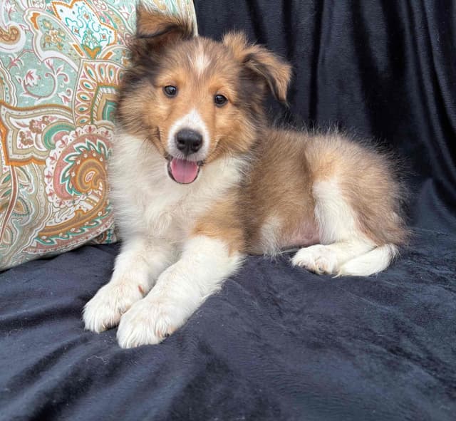 Shetland Sheepdog Puppies media 9