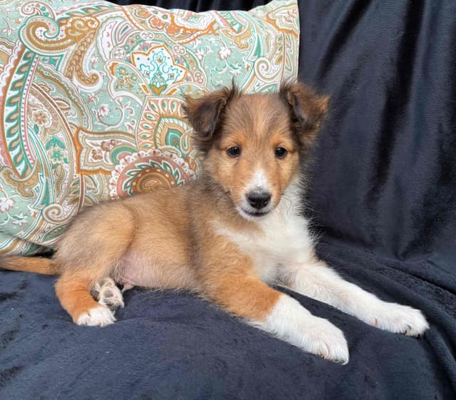 Shetland Sheepdog Puppies media 15
