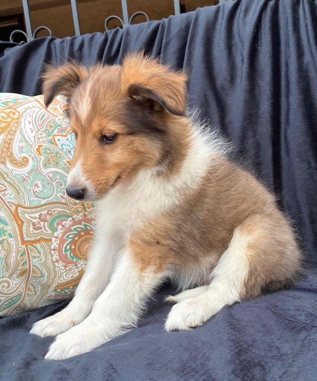 Shetland Sheepdog Puppies media 11