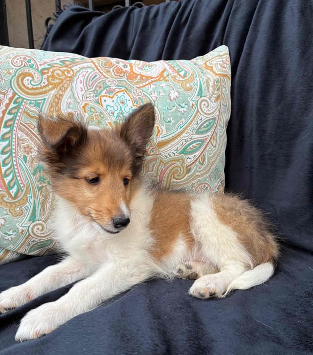 Shetland Sheepdog Puppies media 10