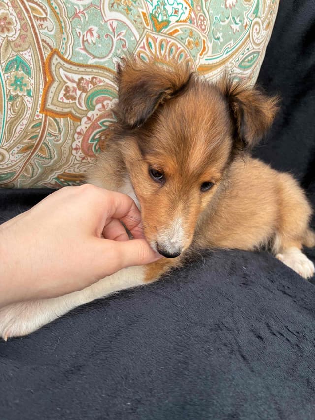 Shetland Sheepdog Puppies media 12