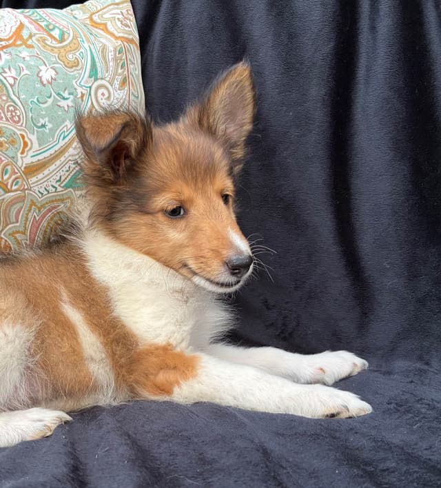 Shetland Sheepdog Puppies media 13