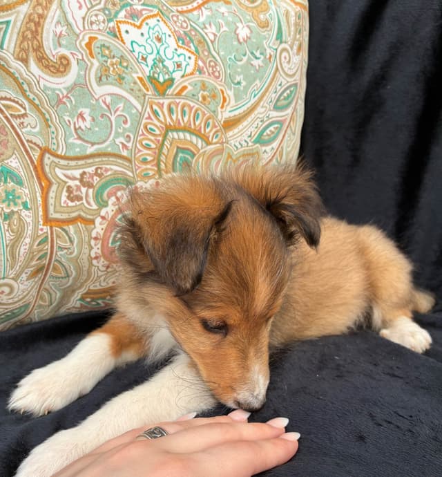 Shetland Sheepdog Puppies media 14