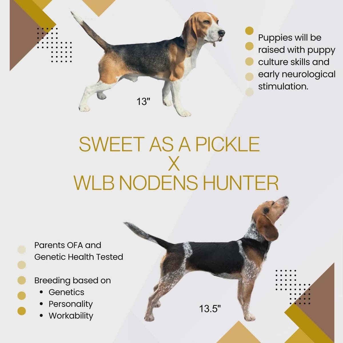 AKC Beagle Puppies breeder image 1