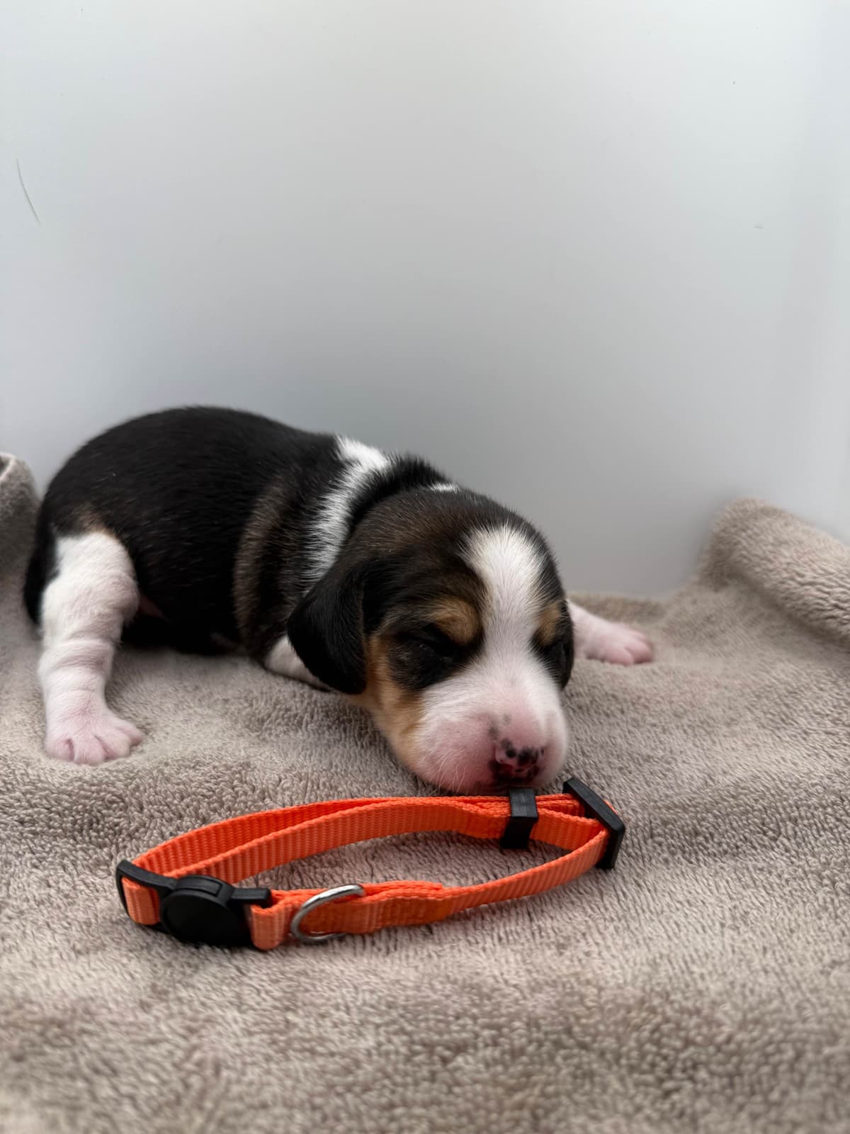 AKC Beagle Puppies breeder image 2