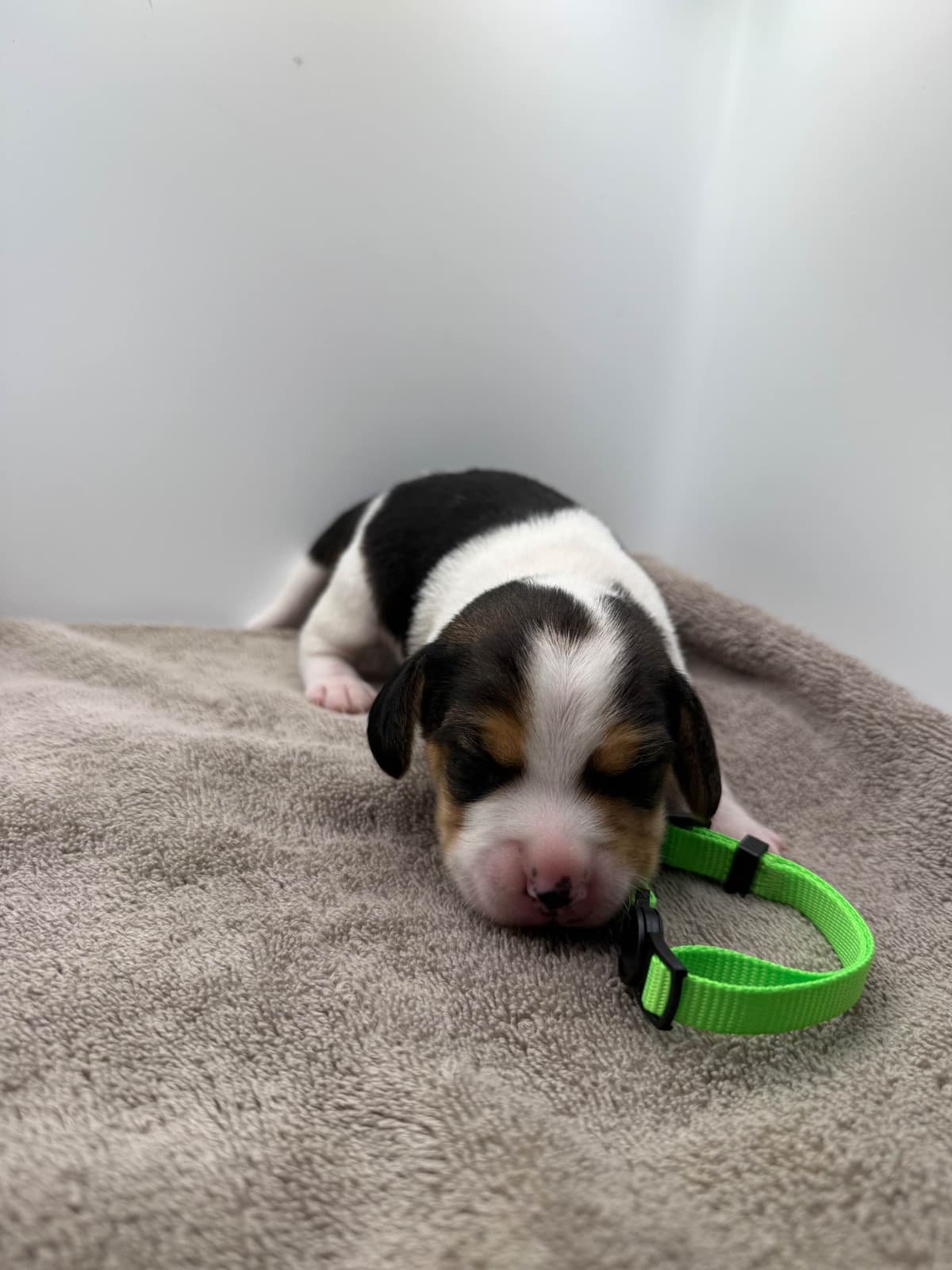 AKC Beagle Puppies breeder image 3