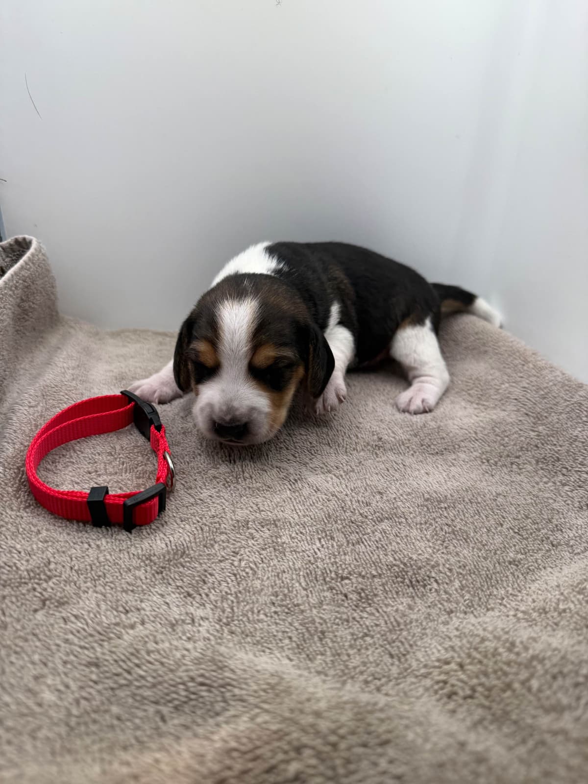 AKC Beagle Puppies breeder image 4