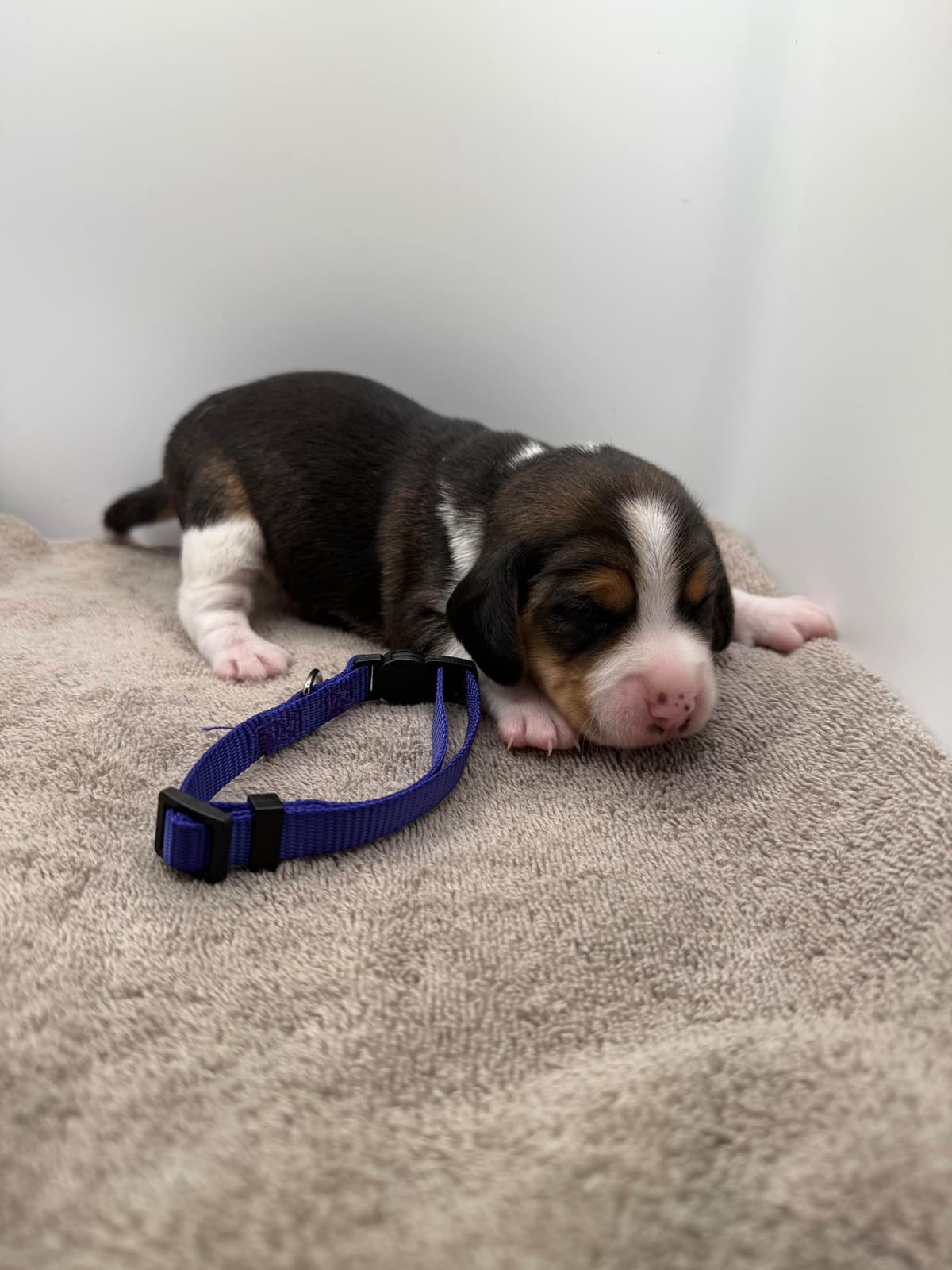 AKC Beagle Puppies breeder image 5