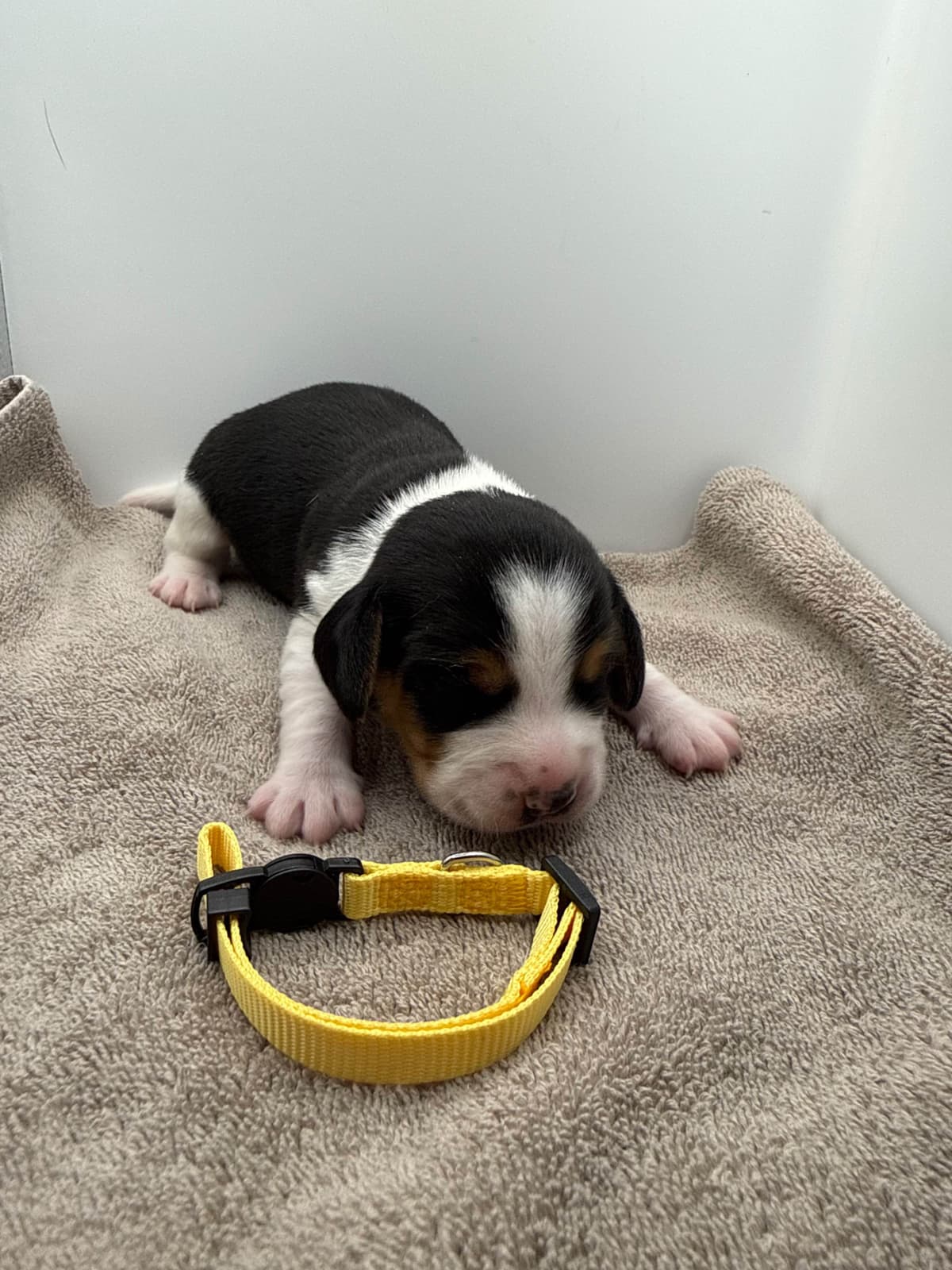 AKC Beagle Puppies breeder image 6