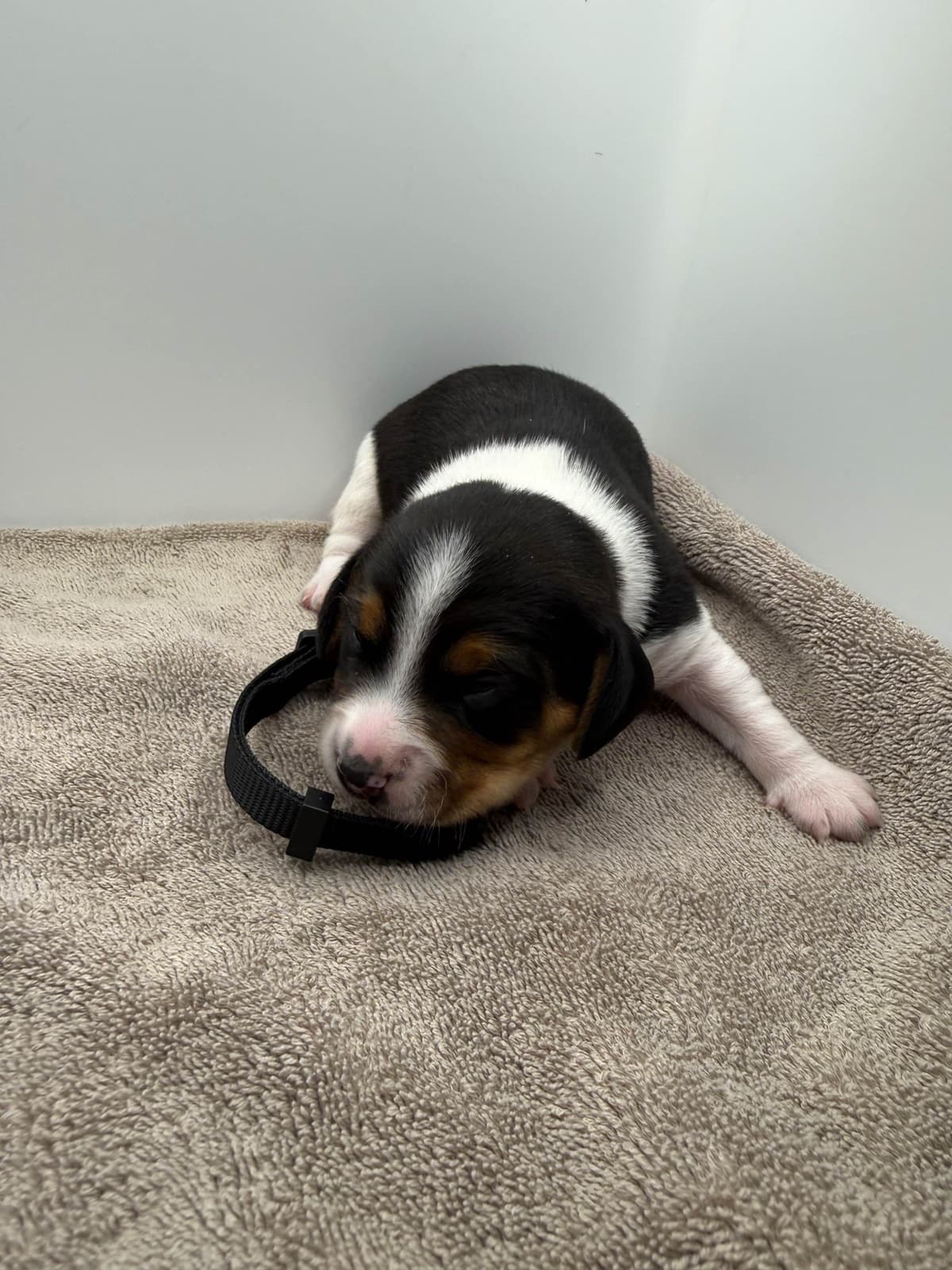 AKC Beagle Puppies breeder image 8