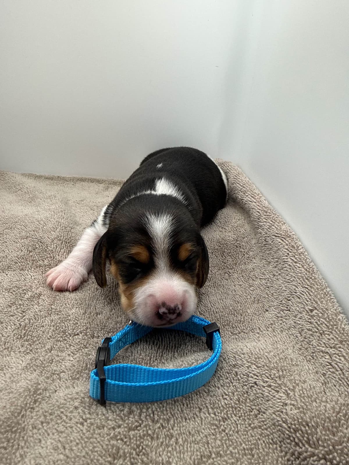AKC Beagle Puppies breeder image 7