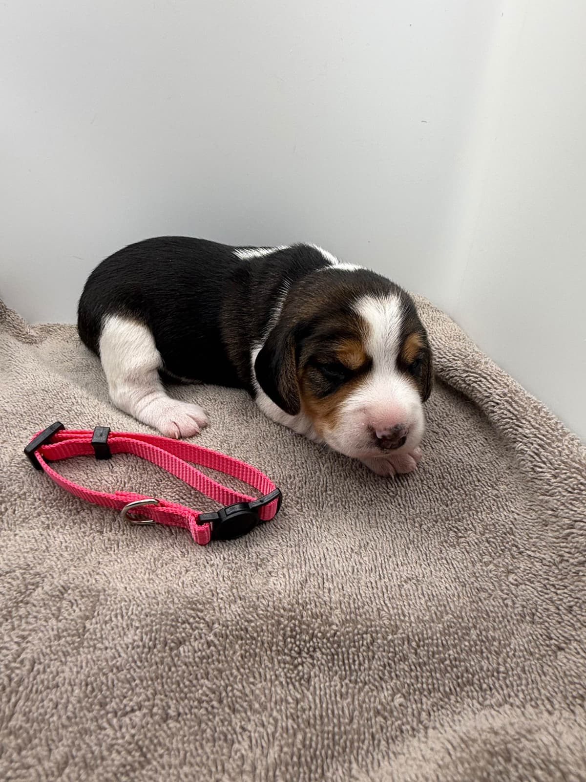 AKC Beagle Puppies breeder image 9