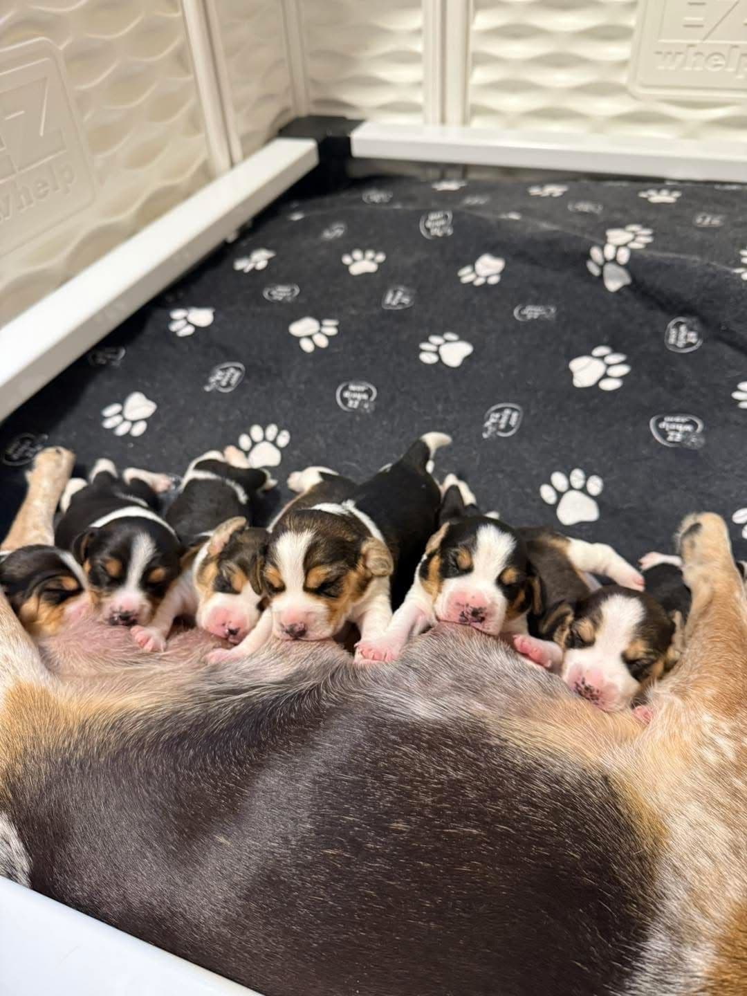 AKC Beagle Puppies breeder image 10