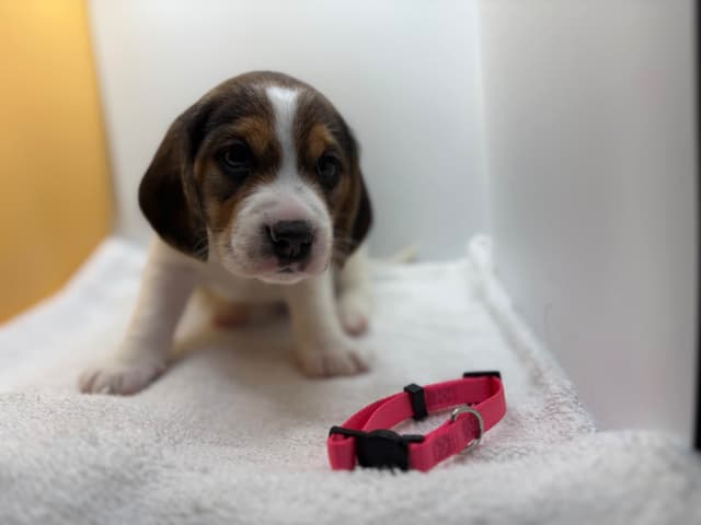 AKC Beagle Puppies media 2