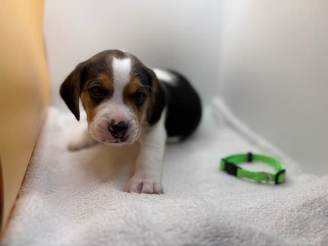 AKC Beagle Puppies media 3