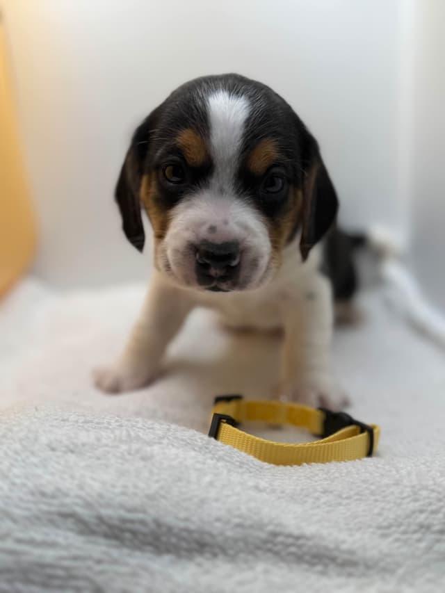 AKC Beagle Puppies media 4