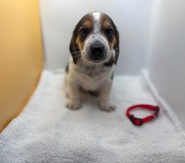 AKC Beagle Puppies media 5