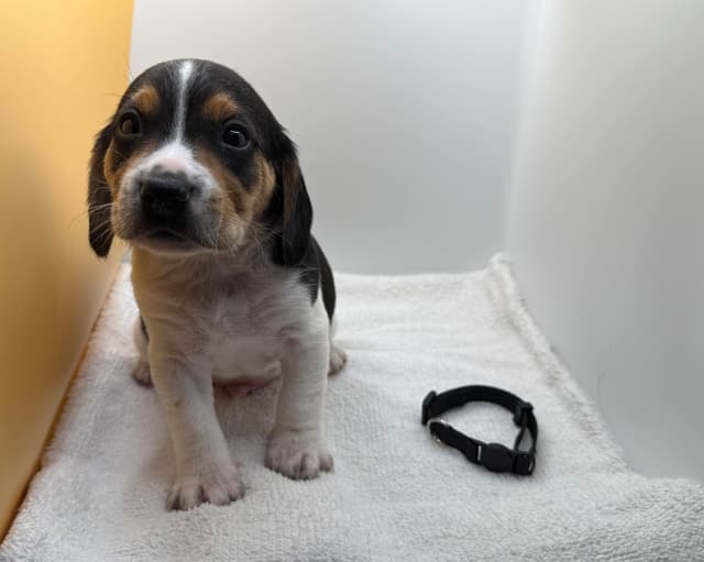AKC Beagle Puppies media 6