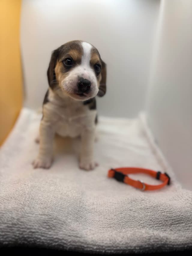 AKC Beagle Puppies media 8
