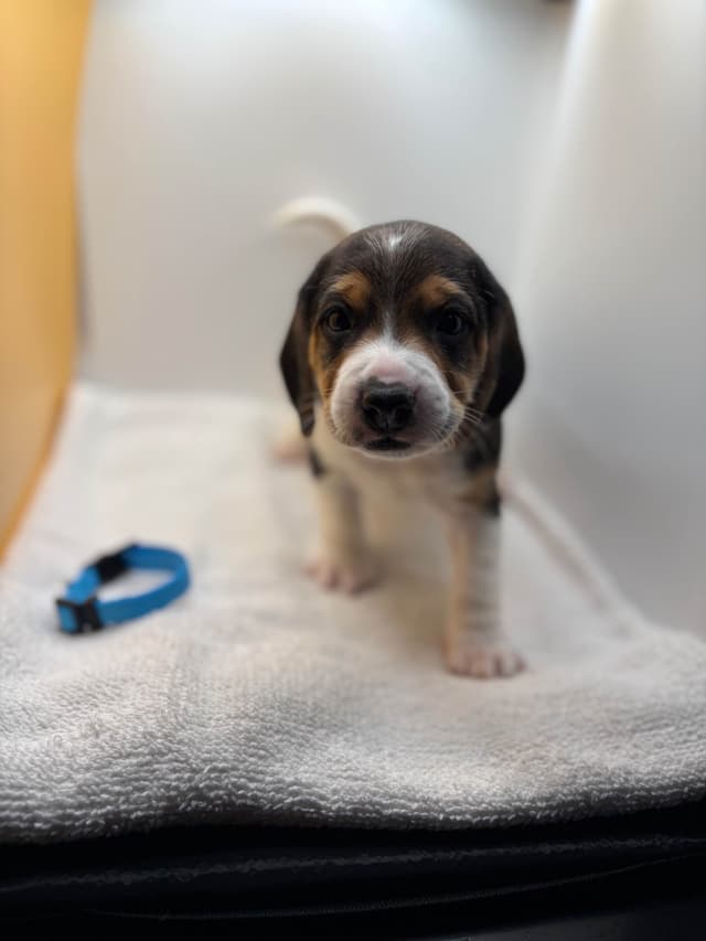 AKC Beagle Puppies media 7