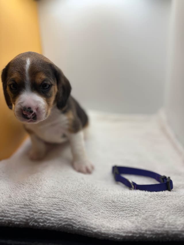 AKC Beagle Puppies media 9